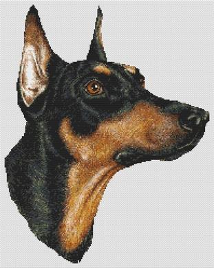 Doberman Pinscher II - Black & Tan Doberman Pinscher II - Black & Tan